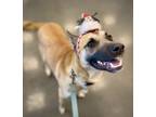 Adopt Starbies a Tan/Yellow/Fawn Shepherd (Unknown Type) / Mixed dog in Fresno