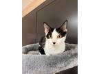 Adopt Forest a All Black Domestic Shorthair / Domestic Shorthair / Mixed cat in