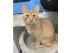 Adopt Innis a Orange or Red Domestic Shorthair / Mixed (short coat) cat in