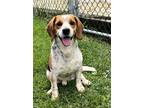 Adopt Max a Tricolor (Tan/Brown & Black & White) Beagle / Mixed dog in Spring