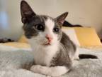 Adopt Bambi *Sponsored adoption fee* a Gray or Blue (Mostly) Domestic Shorthair