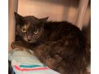 Adopt Phy a Gray or Blue Domestic Longhair / Domestic Shorthair / Mixed cat in