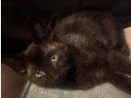 Adopt Remi a All Black Domestic Shorthair / Mixed cat in Wichita, KS (39030906)