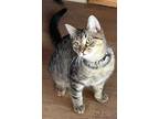 Adopt JackN a Brown Tabby Domestic Shorthair / Mixed (short coat) cat in