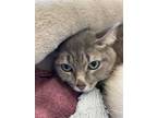 Adopt Roma a Domestic Shorthair / Mixed cat in Sudbury, ON (39031846)