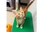 Adopt Kitten 24557 (Cheeto) a Orange or Red Domestic Shorthair (short coat) cat