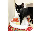 Adopt Matilda a All Black Domestic Shorthair / Domestic Shorthair / Mixed cat in