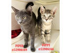 Adopt Pippy a Gray or Blue Domestic Shorthair / Domestic Shorthair / Mixed cat