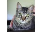 Adopt Aqua a Domestic Shorthair / Mixed (short coat) cat in North Fort Myers
