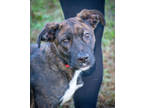 Adopt Heinz a Brindle Mixed Breed (Large) / Mixed dog in Greenwood