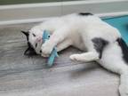 Adopt Tempurra a Black & White or Tuxedo Domestic Shorthair (short coat) cat in