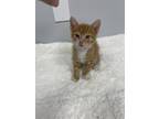 Adopt TOFUGizmo a Orange or Red Domestic Mediumhair / Domestic Shorthair / Mixed
