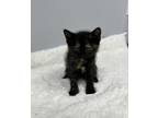 Adopt KIKI a All Black Domestic Mediumhair / Domestic Shorthair / Mixed cat in