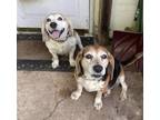 Adopt Gabe and Jeb a Tricolor (Tan/Brown & Black & White) Beagle / Mixed dog in