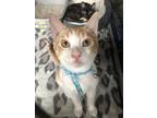 Adopt Macchiato a White (Mostly) Domestic Shorthair / Mixed (short coat) cat in