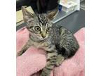 Adopt Billy a Domestic Shorthair / Mixed cat in Sheboygan, WI (39031458)