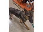 Adopt Nala a German Shepherd Dog / Mixed dog in Darien, GA (39031437)