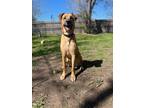 Adopt Dari a Tan/Yellow/Fawn Mixed Breed (Large) / Mixed dog in Oklahoma City