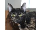 Adopt Reese's a Domestic Shorthair / Mixed cat in Des Moines, IA (39030937)