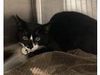 Adopt Explorer a All Black Domestic Shorthair / Domestic Shorthair / Mixed cat
