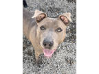 Adopt Tiffany a Gray/Blue/Silver/Salt & Pepper American Pit Bull Terrier / Mixed