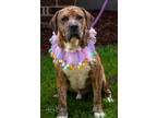 Adopt Tootle a Brindle American Pit Bull Terrier / Mixed dog in Okatie