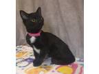 Adopt Domino a All Black Domestic Shorthair / Domestic Shorthair / Mixed cat in