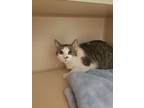 Adopt Barista a White Domestic Shorthair / Domestic Shorthair / Mixed cat in