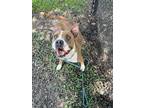 Adopt Dots (HW+) a Tan/Yellow/Fawn Boxer / Mixed dog in Conway, SC (39030449)