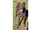 Adopt Danny (HW+) a Brown/Chocolate Mountain Cur / Retriever (Unknown Type) /