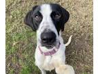 Adopt Bugs Bunny a White German Shorthaired Pointer / Mixed dog in Conway