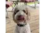 Adopt Rocket (New Digs) a White - with Red, Golden, Orange or Chestnut Poodle