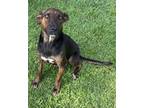 Adopt Panther (HW+) (@ Petsmart) a Black Plott Hound / Mixed dog in Conway