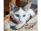 Adopt Dickens a White (Mostly) Domestic Mediumhair / Mixed (medium coat) cat in