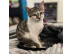 Adopt Kiwi a White Domestic Shorthair / Mixed cat in Durham, NC (39030473)