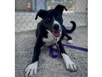 Adopt Spade a Black Retriever (Unknown Type) / Mixed dog in Fresno