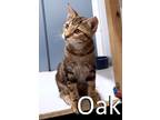 Adopt Oak a Tan or Fawn Tabby Domestic Shorthair / Mixed (short coat) cat in