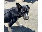 Adopt Jack a German Shepherd Dog / Siberian Husky / Mixed dog in Vallejo