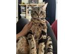 Adopt Kimi a Brown Tabby American Shorthair / Mixed (short coat) cat in