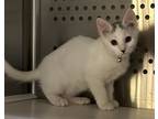 Adopt azalea a White Domestic Mediumhair / Domestic Shorthair / Mixed cat in