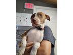 Adopt Hope a Brindle Mixed Breed (Medium) / Mixed dog in Leander, TX (39029941)