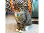 Adopt Ricardo a Domestic Shorthair / Mixed cat in Port Washington, NY (39011254)