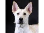 Adopt Doug a Shepherd (Unknown Type) / Mixed dog in Houston, TX (39007441)