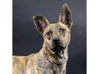 Adopt Tearian a Shepherd (Unknown Type) / Mixed dog in Houston, TX (39007435)