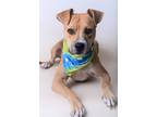 Adopt 23-405D Cinco a Brown/Chocolate American Pit Bull Terrier / Mixed dog in