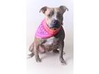 Adopt 23-402D Lola a Gray/Blue/Silver/Salt & Pepper American Pit Bull Terrier /