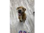 Adopt Pancake a Brown/Chocolate Terrier (Unknown Type, Small) / Mixed dog in