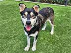 Adopt BLITZER a Black Siberian Husky / German Shepherd Dog / Mixed dog in