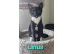 Adopt Linus a Black & White or Tuxedo Domestic Shorthair (short coat) cat in