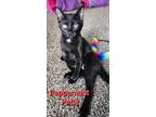 Adopt Peppermint Patty a Black (Mostly) Domestic Shorthair (short coat) cat in
